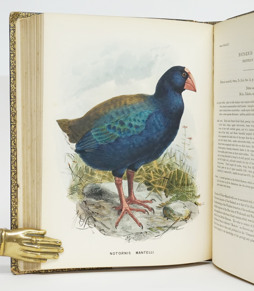 A History of the Birds of New Zealand. Ill. J. G. Keulemans. London: John Van Voorst, 1873.